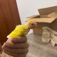 Inseparabili allevato a mano