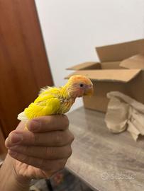 Inseparabili allevato a mano