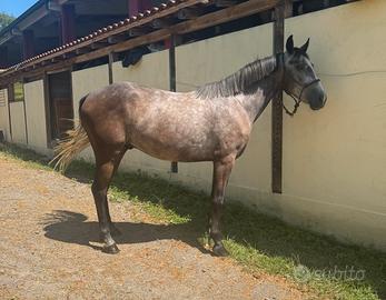 Bravissimo cavallino speciale