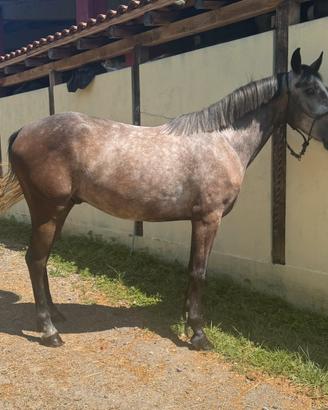 Bravissimo cavallino speciale