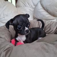 Chihuahua maschietto di piccola taglia