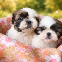 Cuccioli Shih-Tzu