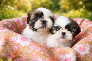 Cuccioli Shih-Tzu