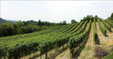 Vigneto in presa gestione