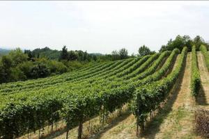Vigneto in presa gestione