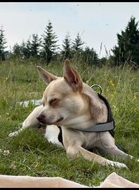 Cane maschio