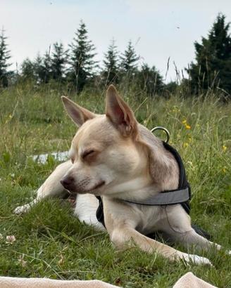 Cane maschio