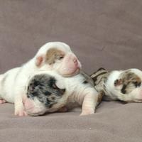 Bulldog inglesi colori esotici