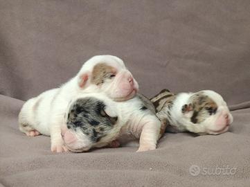 Bulldog inglesi colori esotici