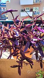 PIANTA GRASSA IN VASO XL