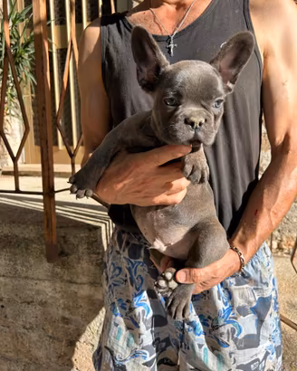 Maschietto bulldog francese blu