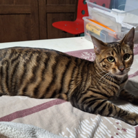 Gatti TOYGER