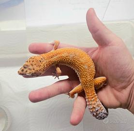 Geco leopardino electric Hiss Line