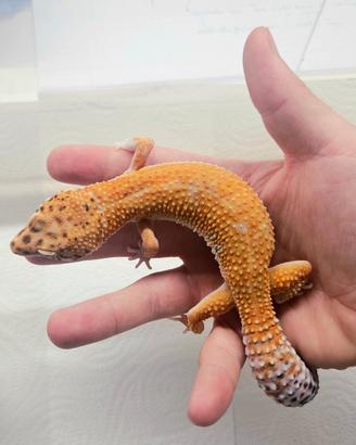 Geco leopardino electric Hiss Line