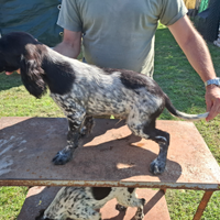 Setter inglesi alta genealogia