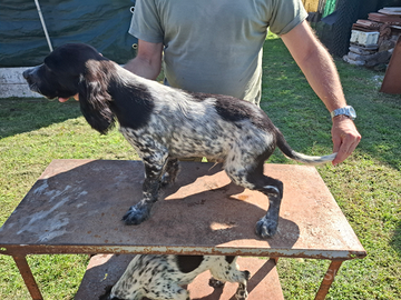 Setter inglesi alta genealogia