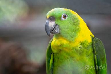 Amazzone nucca gialla e Amazzone Farinosa