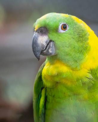 Amazzone nucca gialla e Amazzone Farinosa