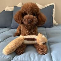 Monta barboncino Toy