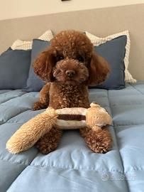 Monta barboncino Toy