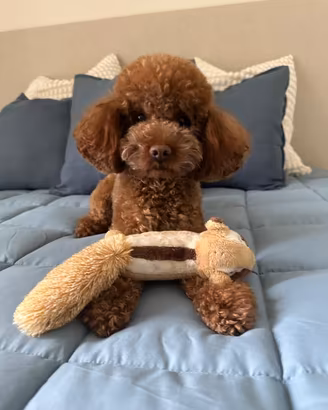 Monta barboncino Toy