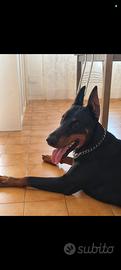 Disponibile per monta