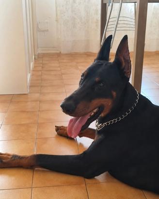 Disponibile per monta