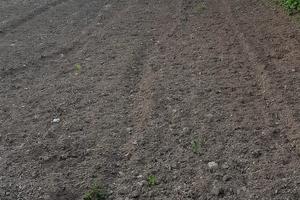 Terreno agricolo recintato Loc. Su Pezzu Mannu