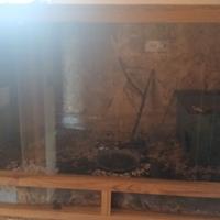 Terrario con lampade