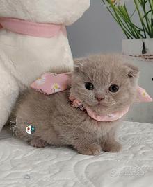 Scottish fold femmina pedigree