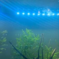 Luce led acquario