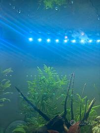 Luce led acquario