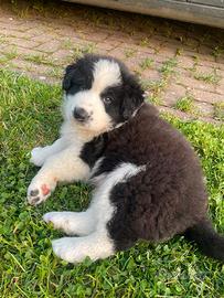 4 cuccioli maschi