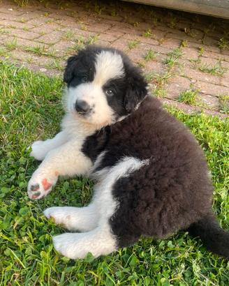 4 cuccioli maschi