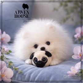 Cucciolo Spitz nano Pomerania - allevamento ENCI s