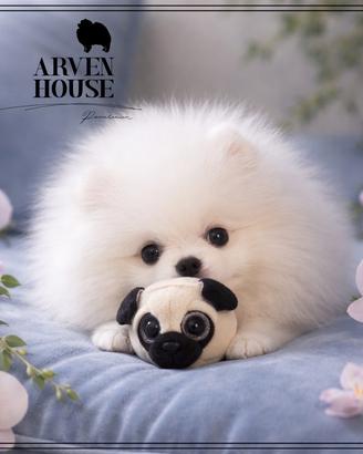 Cucciolo Spitz nano Pomerania - allevamento ENCI s