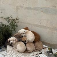 Cuccioli per tutti