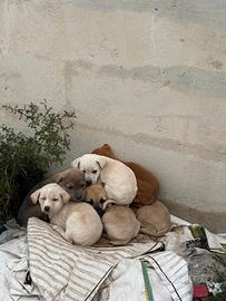 Cuccioli per tutti