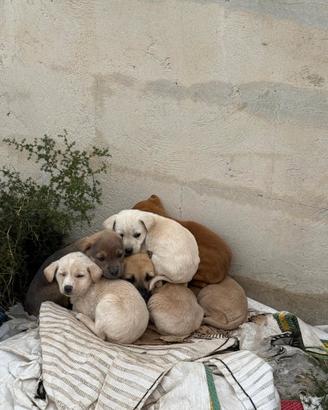 Cuccioli per tutti