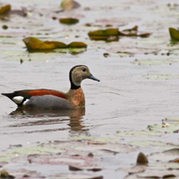 Anatre Alzavole brasiliane