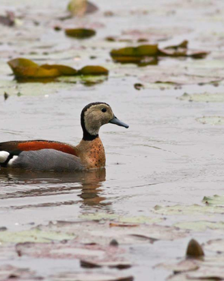 Anatre Alzavole brasiliane