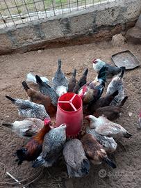Galline