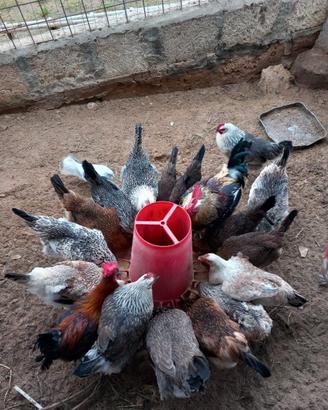Galline