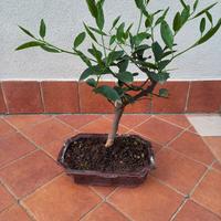 Pianta di agrumi in vaso bonsai 