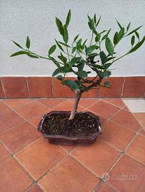 Pianta di agrumi in vaso bonsai 