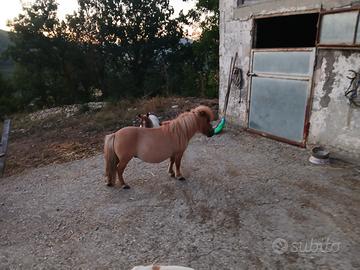 Mini mini pony