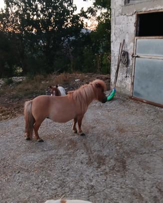Mini mini pony