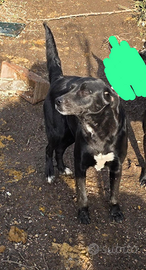 Cani 2 femmine è un maschio