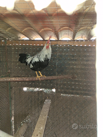 Galli Livornese selvatico/argenro