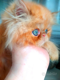 Batuffoli di persiano